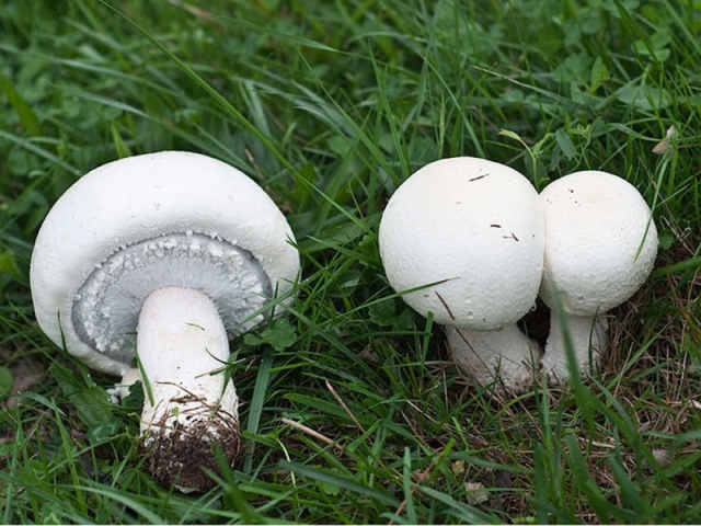 Мицелий Шампиньона полевого (Agaricus arvensis)